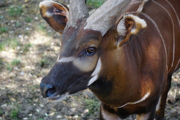 Tragelaphus eurycerus commonly called bongo