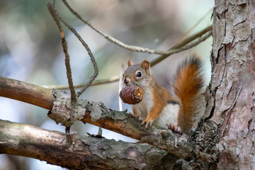 squirrel on a tree