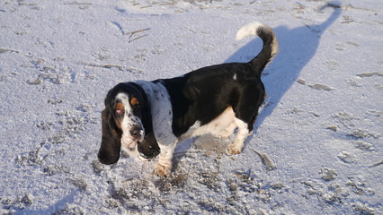 Zaśnieżony pies stoi na plaży nad morzem. Spacer z psem. Basset hound w śniegu. Widać padający śnieg. - obrazy, fototapety, plakaty
