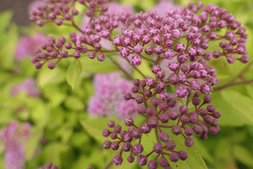 Pink Spirea
