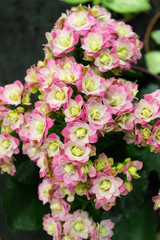 Kalanchoe Blossfeld, a flowering Kalanchoe plant with numerous pink flowers with white petals in the center against a background of green leaves.