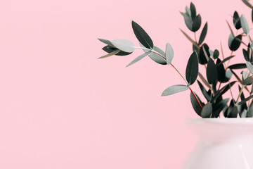 Flowers composition with eucalyptus leaves on pink background. Eucalyptus green branch in vase on pink background wall . copy space