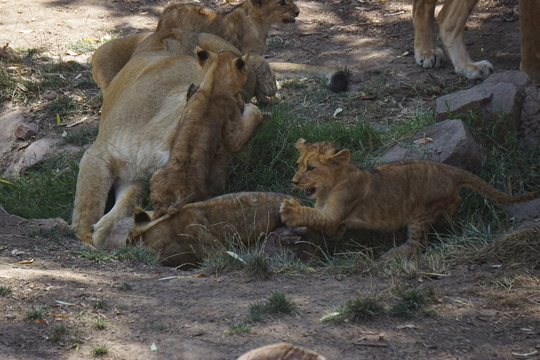 Herd of lions in Africa