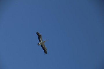 seagull in flight