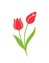 two tulip flowers. spring flower design element