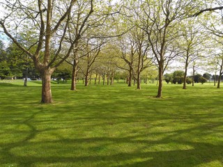 trees in the park