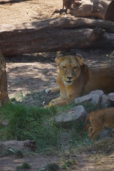 Great beautiful lion in the Sahara desert