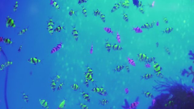 Green Orange Yellow Neon Colorful fluorescent glofish glowfish Gymnocorymbus ternetzi fish in the aquarium on the background of bubbles.
