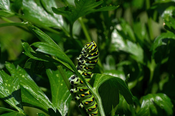 Black swallowtail caterpillar feeding on flat leaf parsley. Also known as Papilio polyxenes, it is found throughout much of North America. It is the state butterfly of Oklahoma and New Jersey.