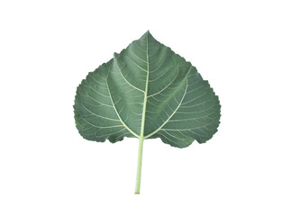 Fototapeta premium green leaf isolated on white background