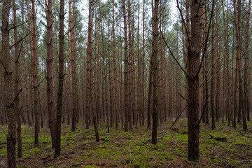 green forest with conifers and pines