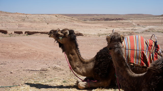 camel in sahara desert