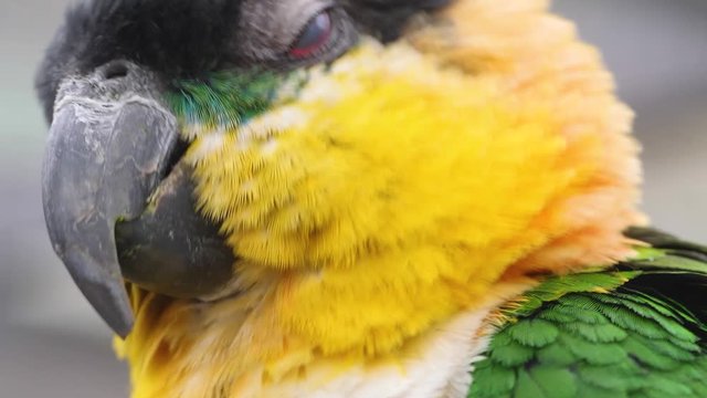 Close up of caique parakeet moving his head