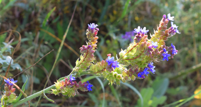 Beautiful blue wildflower. Anchusa officinalis, commonly known as the common bugloss or alkanet.