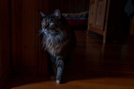 Portrait large Maine Coon cat on dark background in dark room. Big cat silhouette with green eyes appeared out of the darkness