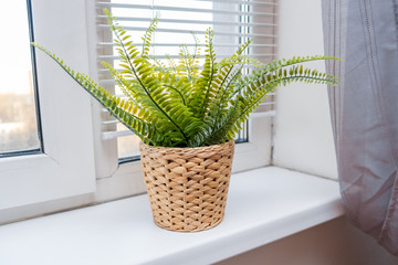 Green potted plant on a window sill in a modern home, spring sunny day outside the window