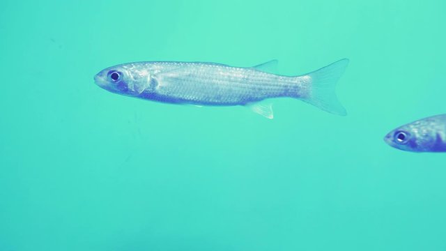 School of silver fish swimming in tank closeup.