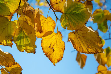 Yellowed leaves for the arrival of autumn