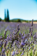 french lavender