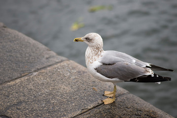 seagull perched on the harbor wall