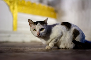 Cat in Temple Courtyard