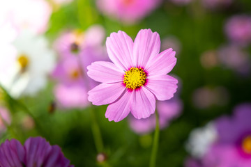 Beautiful Cosmos flowers in garden. Nature background.