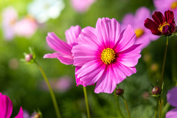 Obraz premium Beautiful Cosmos flowers in garden. Nature background.