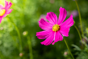 Obraz premium Beautiful Cosmos flowers in garden. Nature background.