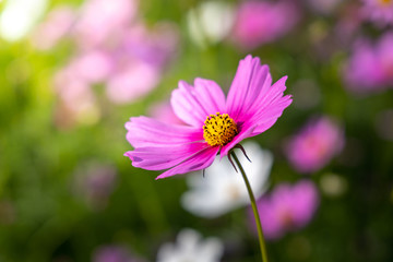 Fototapeta premium Beautiful Cosmos flowers in garden. Nature background.