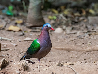 The Common Emerald Dove is a green pigeon which is a widespread resident breeding bird in the tropical and sub-tropical parts of the Indian Subcontinent and east through South East Asia. 