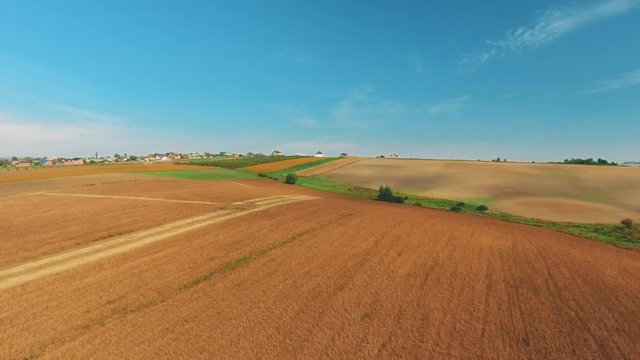 Aerial view of beautiful vast yellow field of ripe wheat and blue sky.
