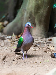 The Common Emerald Dove is a green pigeon which is a widespread resident breeding bird in the tropical and sub-tropical parts of the Indian Subcontinent and east through South East Asia. 