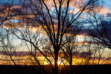 Beautiful multi-colored sunset and blue sky behind the crowns of trees