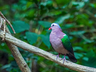 The Common Emerald Dove is a green pigeon which is a widespread resident breeding bird in the tropical and sub-tropical parts of the Indian Subcontinent and east through South East Asia. 