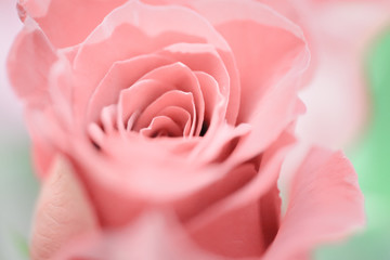 rose background - rose petals background