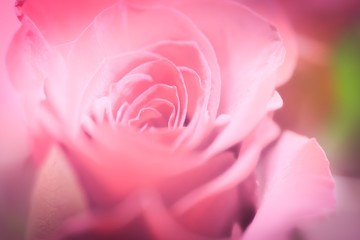 rose blur background - Pink rose petals background Macro blur