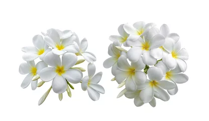 Poster Im Rahmen Tropische Blumen Frangipani (Plumeria) auf weißem Hintergrund © sommai