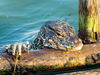 The Asian Water Monitor is a large lizard native to South and Southeast Asia where it lives close...