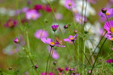 光を浴びて輝く満開のピンクのコスモスとアカタテハのコラボ
