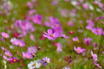 光を浴びて輝く満開のピンクのコスモス