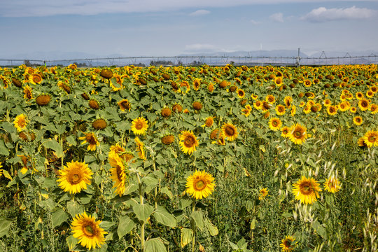 A field of glowing yellow sunflowers all looking towards the sun in Canterbury, New Zealand