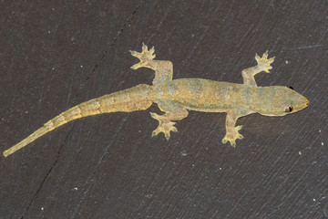 Flat-tailed House Geckos press their broad flattened body and tail against the wall and spread out thin skin flaps along the sides of the body; making them blend into the background. 