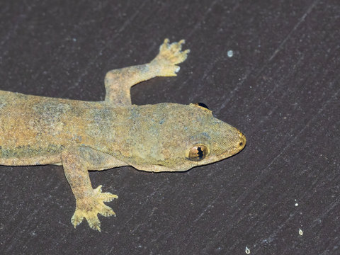 Flat-tailed House Geckos press their broad flattened body and tail against the wall and spread out thin skin flaps along the sides of the body; making them blend into the background. 