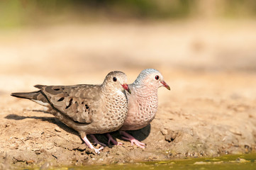  Male and Female Columbina passerina 