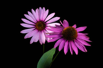 Narrow-leaved purple coneflowers or Echinacea angustifolia or Blacksamson echinacea bright purple perennial flowers, isoalted on black background
