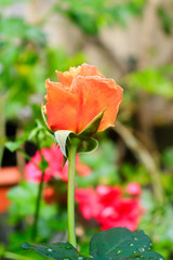 rose orange in the garden