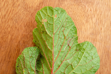 End Of Dorsal Side Of Radish Leaf