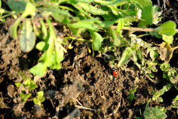 草のジャングルに向けて歩き回るてんとう虫