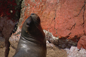 sea lion face perked up on a rocky cliff in Islas Ballestas Paracas Peru