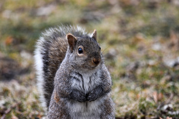 Squirrel 
